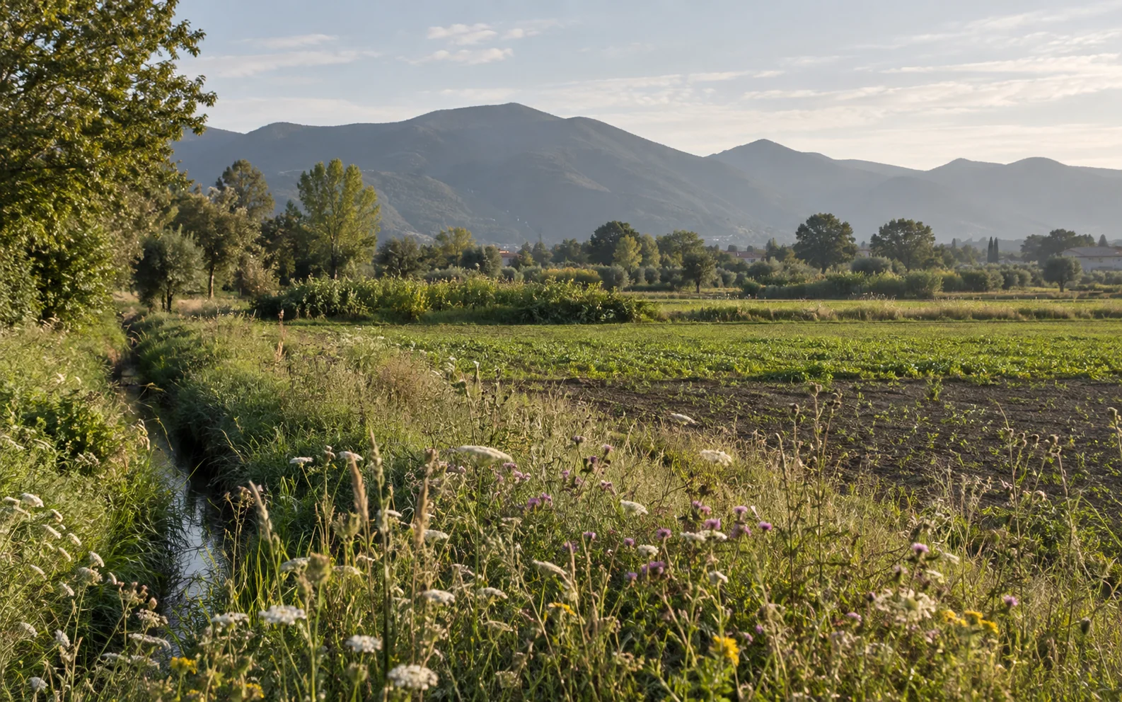 Campo coltivato e margini erbacei in fiore lungo un fosso, con le colline della Piana di Lucca sullo sfondo